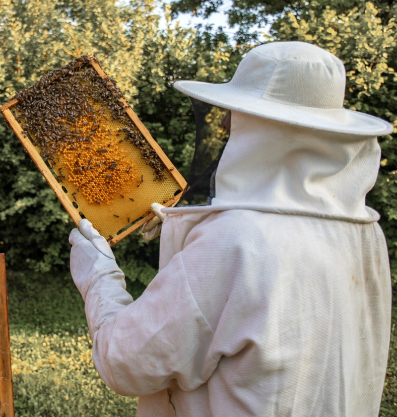Honey: Why it’s a delicious and  healthy alternative to sweeten your meals