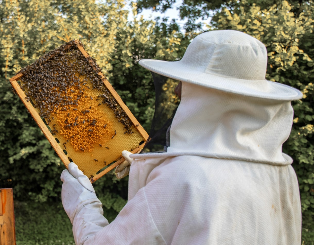 Honey: Why it’s a delicious and  healthy alternative to sweeten your meals