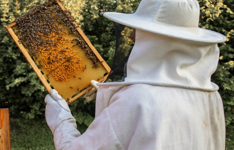Honey: Why it’s a delicious and  healthy alternative to sweeten your meals